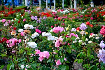 flowers in the garden