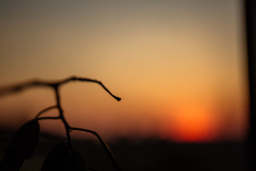 sad mood and view in the window on a blurry sunset with a branch of ficus in the foreground