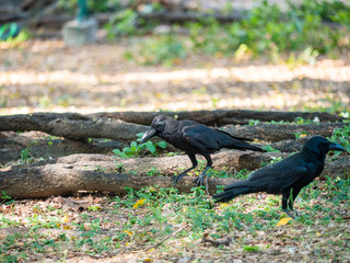 Crow at Wachirabenchathat Public Park Bangkok Thailand