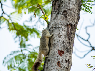 Squirrel on The Tree at Wachirabenchathat Public Park Bangkok Thailand