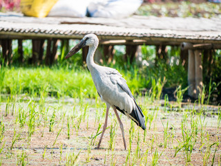 White Stork at Wachirabenchathat Public Park Bangkok Thailand