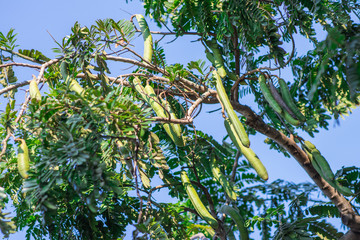 Raw green cylinder seed pods of Horse cassia or Pink shower tree (Cassia Grandis) hanging on the branches in the tropical forest