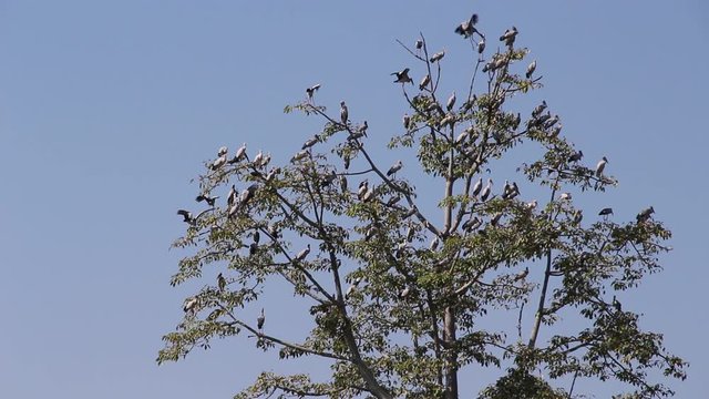 Huge tree with Asian openbill bird or Anastomus oscitans bird and flying bright blue sky background