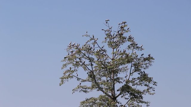 Huge tree with Asian openbill bird or Anastomus oscitans bird and flying bright blue sky background