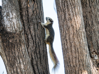 Squirrel on The Tree at Wachirabenchathat Public Park Bangkok Thailand