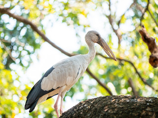 White Stork at Wachirabenchathat Public Park Bangkok Thailand