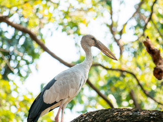 White Stork at Wachirabenchathat Public Park Bangkok Thailand