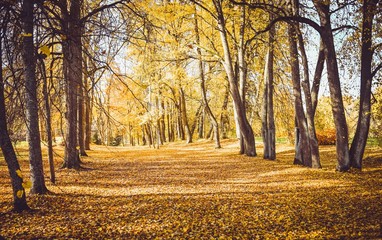 Beautiful autumn forest landscape, orange leaves and beautiful trees.