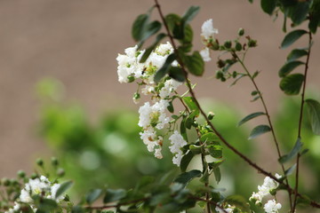 beautiful white flower