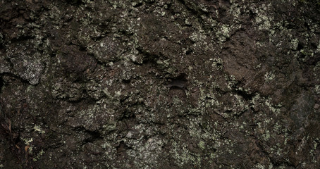 Moss green texture. Moss background. Green moss on grunge texture, background