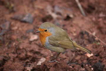 robin standing on the ground