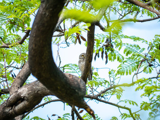 Spotted Owlet, Athene Brama at Wachirabenchathat Public Park Bangkok Thailand