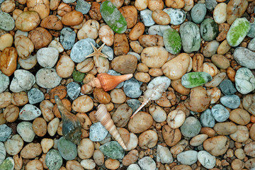 Pebble Stone Path with Tiny Seashells on the Beach