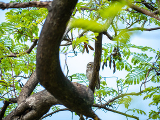 Spotted Owlet, Athene Brama at Wachirabenchathat Public Park Bangkok Thailand