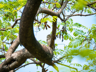 Fototapeta na wymiar Spotted Owlet, Athene Brama at Wachirabenchathat Public Park Bangkok Thailand