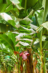 Banana plantation - growing bananas