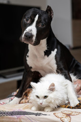 black and white staffordshire terrier is sitting next to a white cat