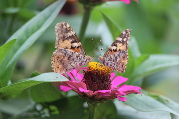 beautiful couple butterfly flower bird