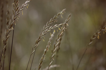 flowering spikelets of wild grass with seeds
