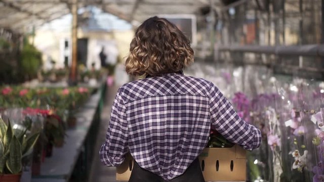 Rare view of female gardener in plaid shirt and black apron carrying carton box with pink flowers plants while walking between raised flowers in a row of indoors greenhouse. Slow motion