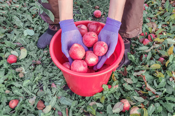 Hands of an apple picker dipped in a bucket of red apples standing on leaves in an orchard