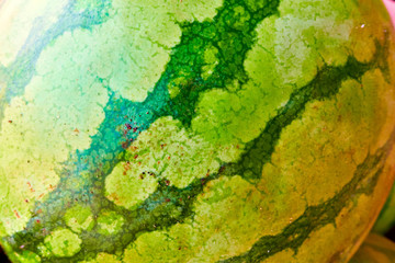 Green watermelon skin