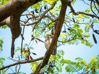 Spotted Owlet, Athene Brama at Wachirabenchathat Public Park Bangkok Thailand
