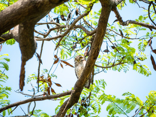 Fototapeta premium Spotted Owlet, Athene Brama at Wachirabenchathat Public Park Bangkok Thailand