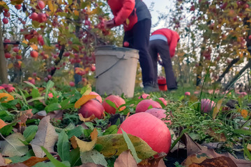 Fototapeta premium close-up of red apples lying on the ground in the Apple orchard on the background of the two people in red jackets picking apples, the concept of harvest