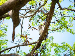Spotted Owlet, Athene Brama at Wachirabenchathat Public Park Bangkok Thailand