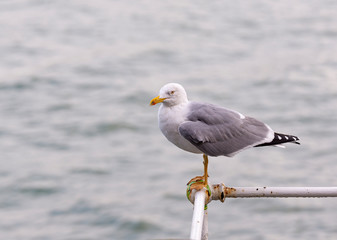 Seagull with the sea in the background