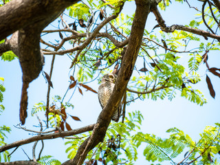 Spotted Owlet, Athene Brama at Wachirabenchathat Public Park Bangkok Thailand
