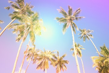 Obraz premium Palm tree background