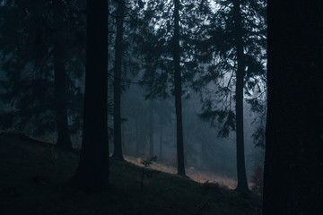 Fototapeta premium Wald im Nebel