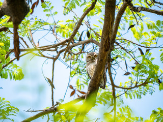 Spotted Owlet, Athene Brama at Wachirabenchathat Public Park Bangkok Thailand