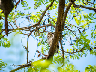 Spotted Owlet, Athene Brama at Wachirabenchathat Public Park Bangkok Thailand