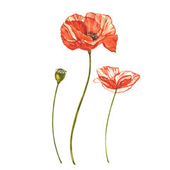 Watercolor red poppies. Wild flower set isolated on white. Botanical watercolor illustration, red poppies bouquet, rustic poppy flowers.