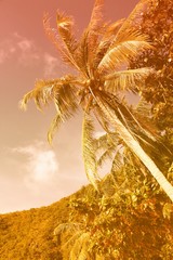 Vintage palm trees background