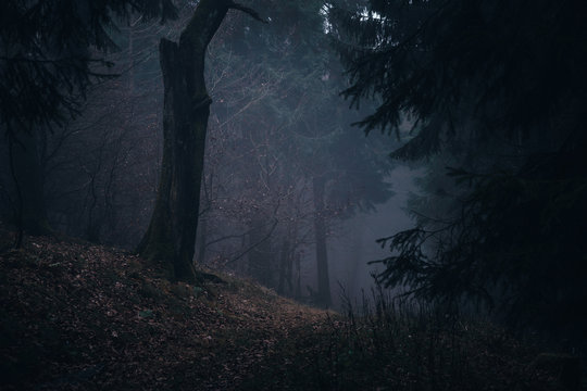 Wald Nebel