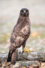 Common mousetrap, Buteo buteo, resting in his usual innkeeper