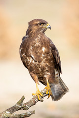 Common mousetrap, Buteo buteo, resting in his usual innkeeper