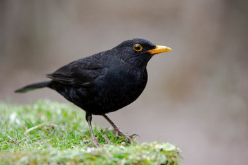 Male common blackbird, Turdus merula, perched in the meadow