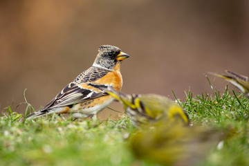 Brambling male, Fringilla montifringilla, feeding on the ground with other fringillidae