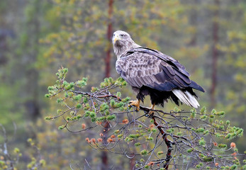 Seeadler