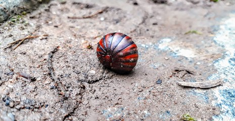 red snail shell
