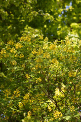 Dalmatian laburnum
