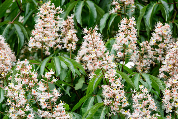 Branch with many fresh white chestnut white flowers and large green leaves in a garden in a sunny spring day, beautiful outdoor floral background