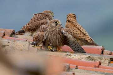 Faucons-2