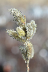 Big catkin willow