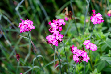 Close up of small vivid pink flowers of Dianthus carthusianorum plant, commonly known as Carthusian pink in a British cottage style garden in a sunny summer day, beautiful outdoor floral background